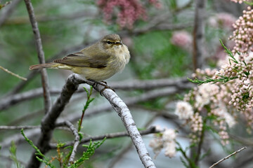 Common chiffchaff in a tamrisk // Zilpzalp (Phylloscopus collybita) - Greece