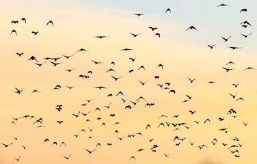 Ptaki gromadzą się w duże grupy jesienią.