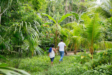 Cuipari, Peru: October 1st 2022: A farmer working collecting vegetables in the Peruvian Amazon...