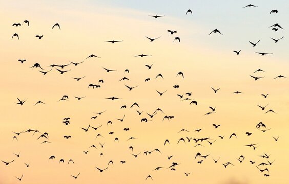 Ptaki gromadzą się w duże grupy jesienią.