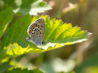 Female Silver-studded Blue Butterfly