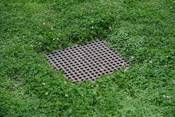 クローバーと排水溝
緑のテクノロジー