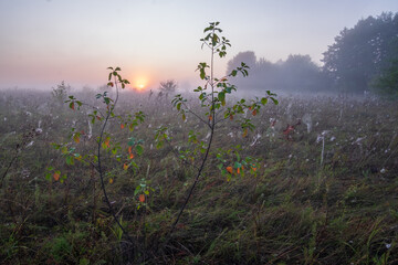 Obraz na płótnie Canvas mist in the meadow
