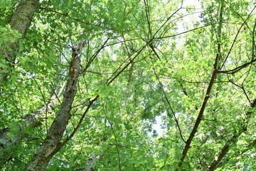 Fototapeta premium Tree