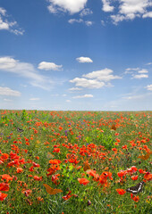 Flowers red poppies ( Papaver rhoeas, corn poppy, corn rose, field poppy, red weed, coquelicot ) on field with butterflies on a blue sky background