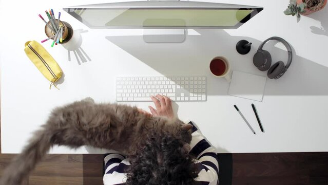Work from home with cats. Unrecognizable woman using computer, typing on the keyboard and drinking coffee while cat is walking on her desk