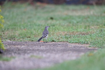 Northern mockingbird (Mimus polyglottos orpheus) in Jamaica