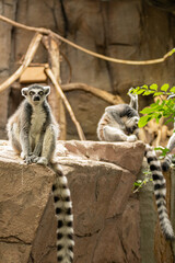 ワオキツネザル