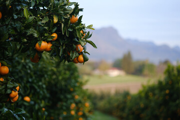 Mandarin oranges on orchard tree with blurred background of farms and mountains.