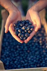 Woman holding fresh blueberries on a farm.