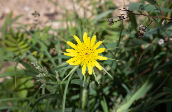 wildflower, false dandelion