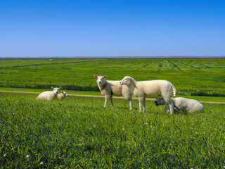 Schafe auf dem Deich am Wattenmeer in Ostfriesland