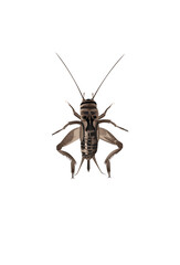 Life-Like House Cricket, Acheta domesticus Insect, Bug