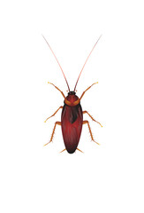 Life-Like Cockroach, Periplaneta Americana Insect, Bug