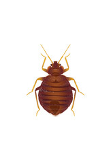 Life-Like Flea, Siphonaptera Insect, Bug