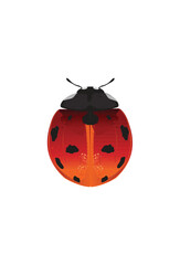 Fototapeta premium Life-Like Ladybug, Ladybird, Coccinellidae Insect, Bug