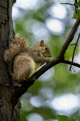 Grey squirrel sitting in a tree. Squirrel in Kelsey Park, Beckenham, Kent, UK. Grey squirrel (Sciurus carolinensis).