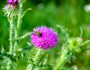 Beautiful wild flower winged bee on background foliage meadow