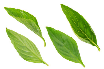 Green Thai Basil leaves (or Sweet Basil) Isolated on White Background.