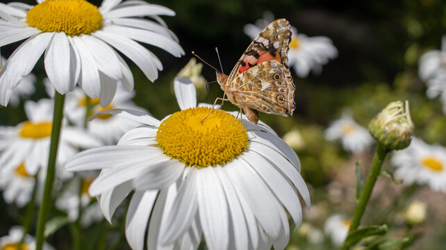 A brown butterfly on a white flower