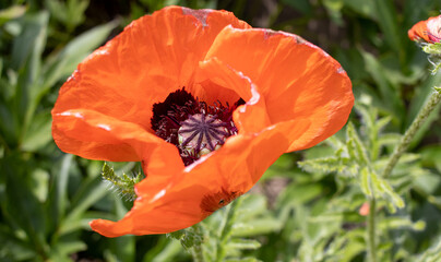 Red poppy in the summer garden