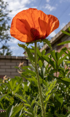 Red poppy in the sunny garden