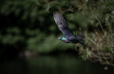Rock dove or common pigeon or feral pigeon in flight. Landscape image with wings raised. Rock dove or common pigeon (Columba livia) in Kelsey Park, Beckenham, Kent, UK