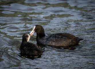 Coot feeding its chick while swimming on a lake. Coot (Fulica atra) in Kelsey Park, Beckenham, Kent, UK.