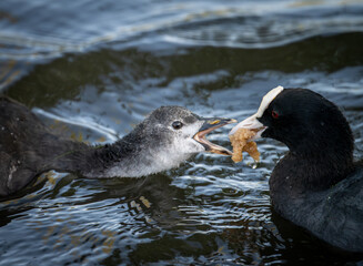 Close up of a coot feeding its chick while swimming on a lake. Coot (Fulica atra) in Kelsey Park,...