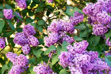 The lilac blossomed on the cherry tree. Beautiful background with flowers. - 617408260