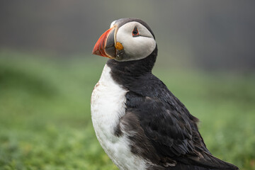 Close up portrait of an Atlantic puffin on Skomer Island, Pembrokeshire