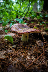 Wild mushrooms growing at Noon Hill Reservation, Medfield Massachusetts