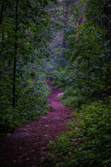 Fototapeta premium Footpath at Noon Hill Reservation, Medfield Massachusetts