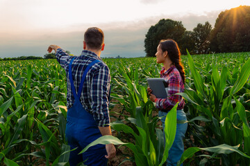 Young multi-racial business partners in a cornfield, satisfied with progress, discuss future...