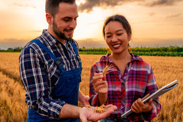 Farmer and a Agronomist stand in the wheat field, inspecting the grains to determine if the field is ready for harvest. They carefully examine the wheat, assessing its maturity and readiness
