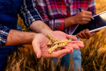 Farmer and a Agronomist stand in the wheat field, inspecting the grains to determine if the field is ready for harvest. They carefully examine the wheat, assessing its maturity and readiness © DusanJelicic