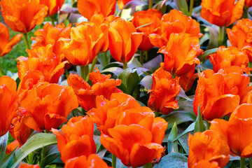 Aerial view in detail of a plantation of red Tulipa greigii Regel.. Keukenhof, Netherlands