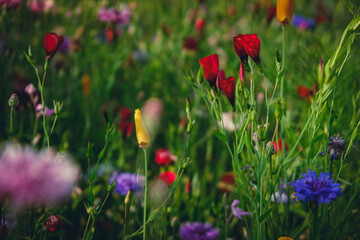 field of poppies