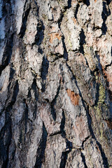 Close up of pine tree bark