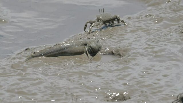 水を口に含ませるムツゴロウ