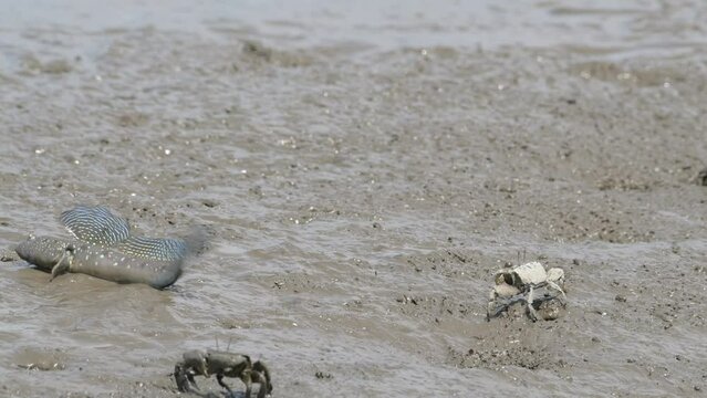 求愛のジャンプをするムツゴロウ