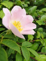 pink rose flower