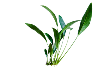 Anubias Congensis (Anubias Heterophylla) aquarium plants isolated on transparent background. PNG transparency