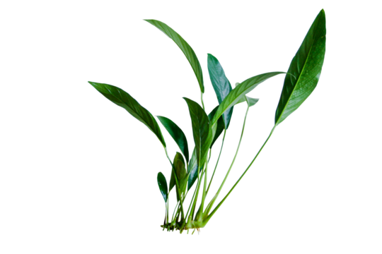Anubias Congensis (Anubias Heterophylla) aquarium plants isolated on transparent background. PNG transparency