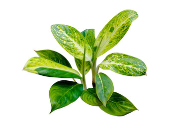 Obraz premium Tropical foliage plant Aglaonema Yellow&Green isolated on transparent background. PNG transparency