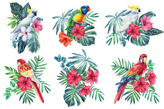 Collection Birds, tropical bird. Parrot, flowers and leaf in isolated background. Watercolor illustration hand drawing