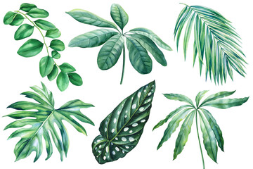 Group exotic leaves. Green palm leaves, isolated background, botanical illustration, watercolor nature tropical forest 