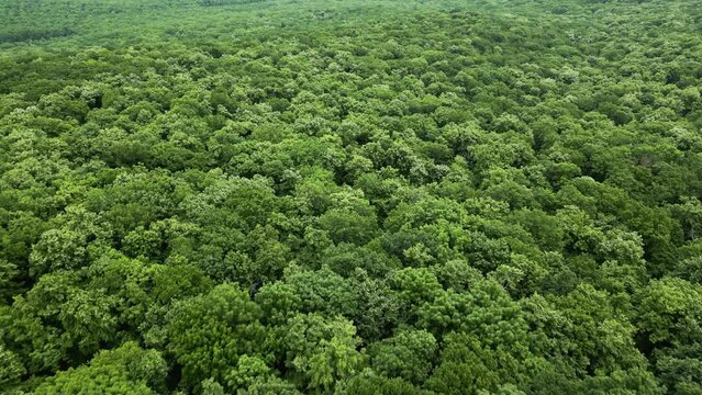 Mangrove forest aerial top view. Drone rise up above texture in nature