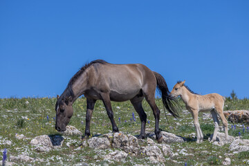 Wild Horse Mare and Foal in Summer in the Pryor Mountains Montana