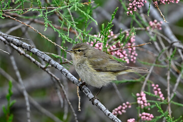 Common chiffchaff (Phylloscopus collybita) in a tamrisk // Zilpzalp in einer Tamariske - Greece